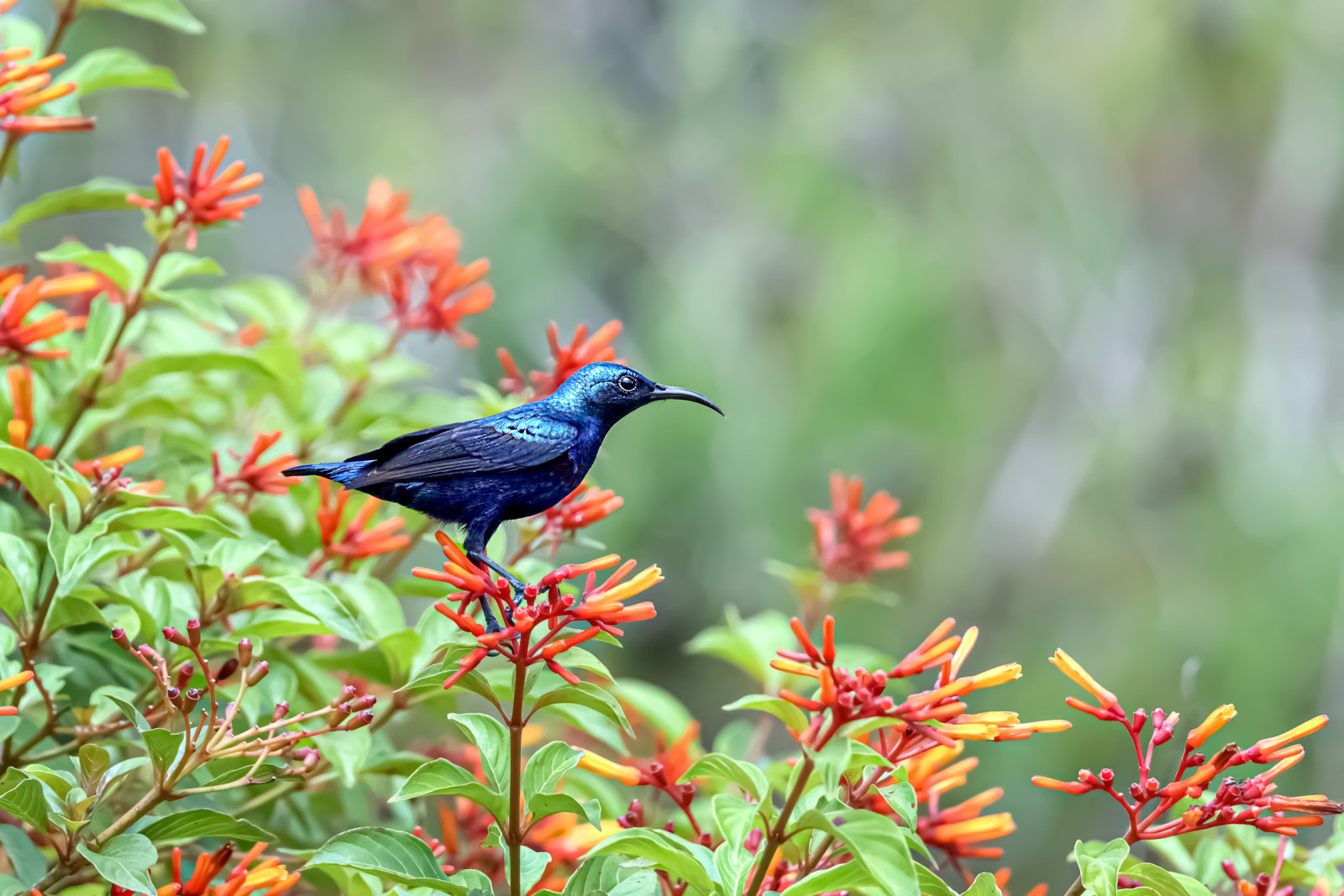 image Purple Sunbird